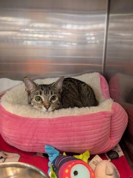 Bree -  Domestic Short Hair Cat for Adoption in Tucson, Arizona - Bree | PetCurious