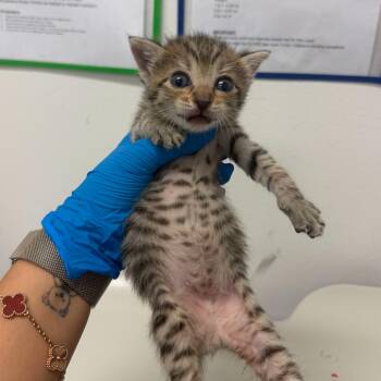 Gravity G3 -  Domestic Short Hair Cat for Adoption in Edinburg, Texas - Gravity G3 | PetCurious