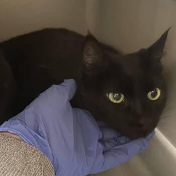 Domestic Short Hair Cats Available for Adoption - Snowball | PetCurious