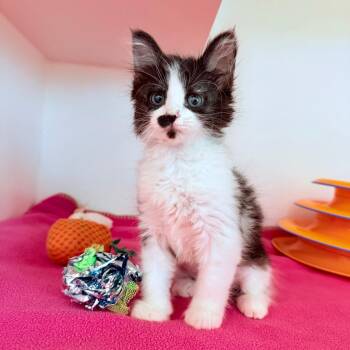Domestic Short Hair Cats Available for Adoption in Phoenix, Arizona - Gazelle | PetCurious