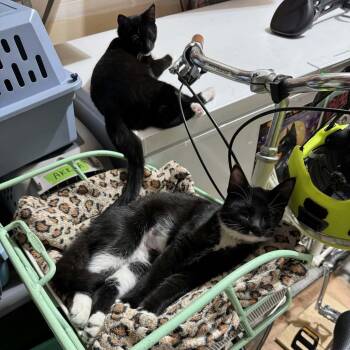 Akela & Doe ( Bonded Sisters) -  Domestic Short Hair Cat for Adoption in Gladstone, Oregon - Akela & Doe ( Bonded Sisters) | PetCurious
