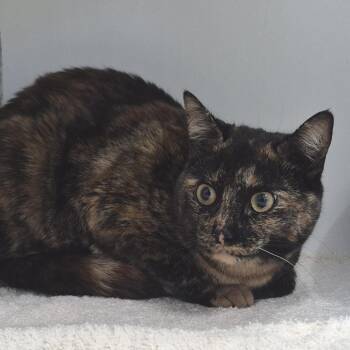 Domestic Short Hair Cats Available for Adoption in Newark, New Jersey - Street Corn | PetCurious