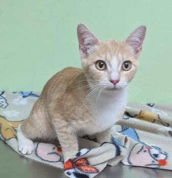 Eleanor -  Domestic Short Hair Cat for Adoption in Taylorsville, North Carolina - Eleanor | PetCurious