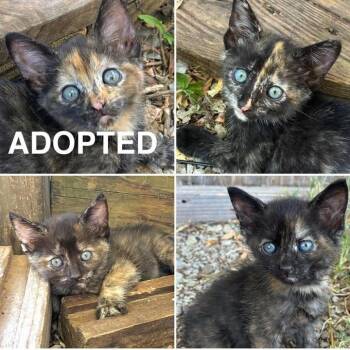 Jasmine -  Domestic Short Hair Cat for Adoption in Mt. Juliet, Tennessee - Jasmine | PetCurious