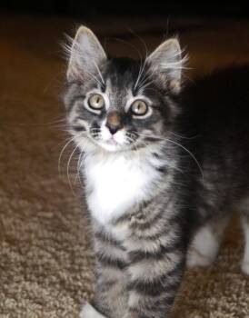 Bowie -  Tabby and Domestic Medium Hair Cat for Adoption in Skyline, Minnesota - Bowie | PetCurious