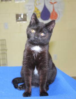 Twisty - 43330 -  Domestic Short Hair Cat for Adoption in Prattville, Alabama - Twisty - 43330 | PetCurious