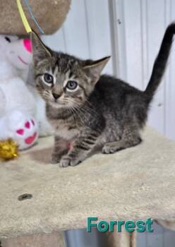 Rescue Domestic Short Hair Cats for Adoption in Kell, Illinois - Forrest | PetCurious