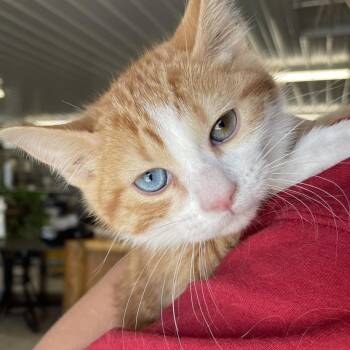 Jace -  Domestic Short Hair Cat for Adoption in Spanish Fork, Utah - Jace | PetCurious