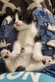 Linus -  Domestic Medium Hair Cat for Adoption in Virginia Beach, Virginia - Linus | PetCurious