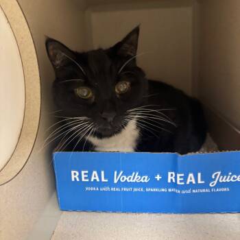 Rescue Domestic Short Hair Cats for Adoption in Buffalo, New York - Claude | PetCurious