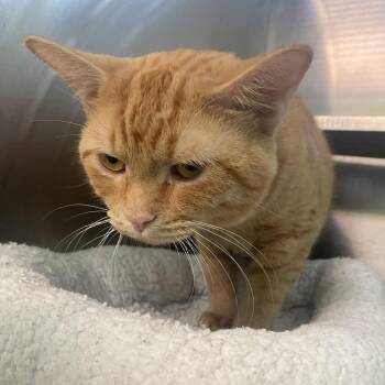 Domestic Short Hair Cats Available for Adoption in Dayton, Ohio - Simba | PetCurious