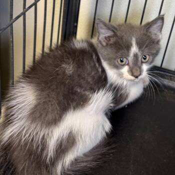 Tyson -  Domestic Long Hair Cat for Adoption in Saginaw, Michigan - Tyson | PetCurious