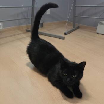 Rye -  Domestic Short Hair Cat for Adoption in Bloomington, Illinois - Rye | PetCurious