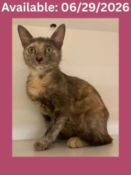 Cat Condo #14 Willow -  Domestic Short Hair Cat for Adoption in Greenville, Texas - Cat Condo #14 Willow | PetCurious