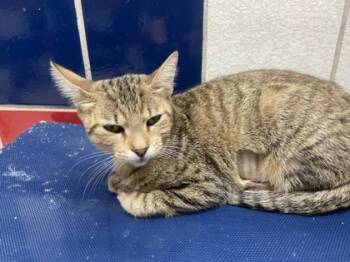 Rescue Domestic Short Hair Cats for Adoption in Houston, Texas - Jane | PetCurious