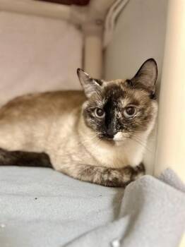 COCO -  Domestic Short Hair Cat for Adoption in Boston, Massachusetts - COCO | PetCurious