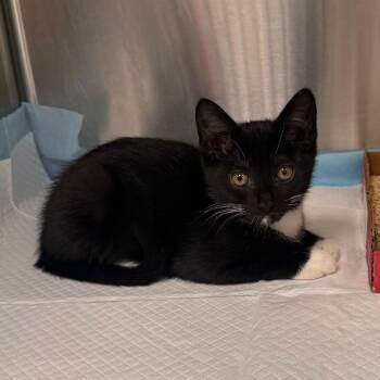 Fleetwood -  Domestic Short Hair Cat for Adoption in Clearwater, Florida - Fleetwood | PetCurious