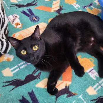 Domestic Short Hair Cats Available for Adoption in Salt Lake City, Utah - Senorita | PetCurious