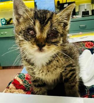 STETSON -  Domestic Short Hair Cat for Adoption in Columbia, South Carolina - STETSON | PetCurious