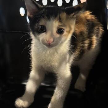 Pumpkin Pie -  Domestic Short Hair Cat for Adoption in Brentwood, Missouri - Pumpkin Pie | PetCurious