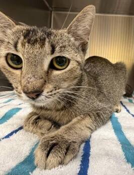 Sarabi -  Domestic Short Hair Cat for Adoption in Honolulu, Hawaii - Sarabi | PetCurious