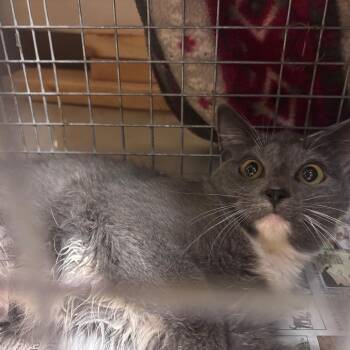 Feral Farrah -  Domestic Short Hair Cat for Adoption in Norman, Oklahoma - Feral Farrah | PetCurious