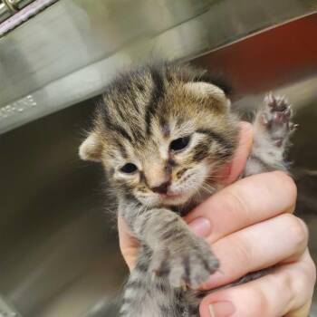 Cameron -  Domestic Short Hair Cat for Adoption in Asheville, North Carolina - Cameron | PetCurious