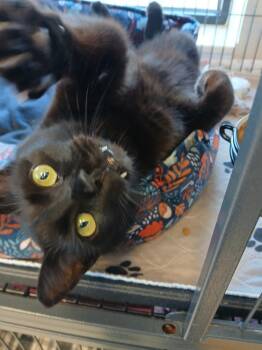Neo -  Domestic Short Hair Cat for Adoption - Neo | PetCurious