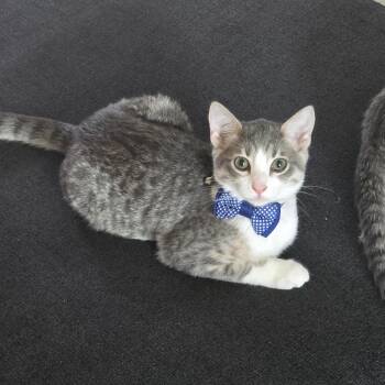 Domestic Short Hair Cats Available for Adoption in Bentonville, Arkansas - Glitz | PetCurious