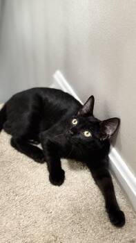 Bubble -  Domestic Short Hair Cat for Adoption in Cincinnati, Ohio - Bubble | PetCurious
