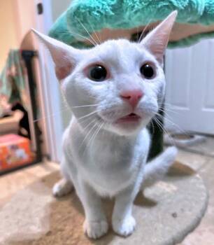 Siamese Cats Available for Adoption - Axel | PetCurious