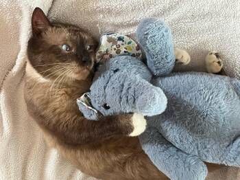 Fred -  Siamese Cat for Adoption in Oviedo, Florida - Fred | PetCurious