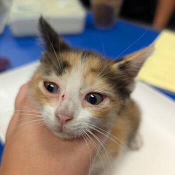 Treasure -  Domestic Short Hair Cat for Adoption in Hinesville, Georgia - Treasure | PetCurious