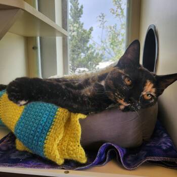 Domestic Short Hair Cats Available for Adoption in Buena Vista, Colorado - Doja Cat | PetCurious