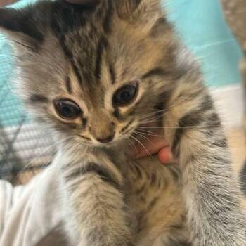Domestic Medium Hair Cats Available for Adoption in Gadsden, Alabama - Tidmore 1 | PetCurious