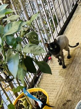 Scarlett -  Domestic Short Hair Cat for Adoption in Hayward, California - Scarlett | PetCurious