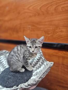 Brownie -  Domestic Short Hair Cat for Adoption in Social Circle, Georgia - Brownie | PetCurious