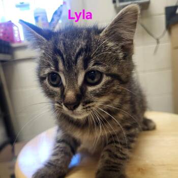 Rescue Domestic Short Hair Cats for Adoption in Windsor, Virginia - Lyla | PetCurious