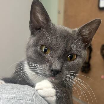 Domestic Short Hair Cats Available for Adoption in Cleveland, Mississippi - Mittens | PetCurious