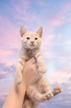 MAX -  Domestic Short Hair Cat for Adoption in Belleville, Illinois - MAX | PetCurious