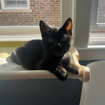 Downpour -  Domestic Short Hair Cat for Adoption in Evanston, Illinois - Downpour | PetCurious