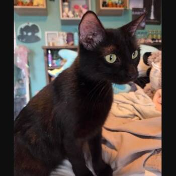 Domestic Short Hair Cats Available for Adoption in Morrison, Colorado - Princess Warwick | PetCurious