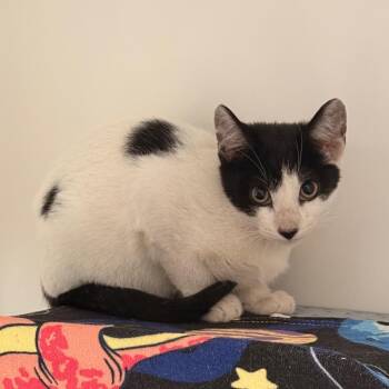 Bibimbap -  Domestic Short Hair Cat for Adoption in Ojai, California - Bibimbap | PetCurious