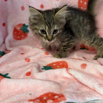 Breezy -  Domestic Short Hair Cat for Adoption in Edinburg, Virginia - Breezy | PetCurious