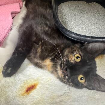 SUMMER -  Domestic Short Hair Cat for Adoption in Kyle, Texas - SUMMER | PetCurious