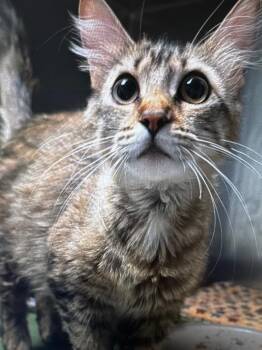 Jill -  Domestic Medium Hair Cat for Adoption in Dalton, Georgia - Jill | PetCurious