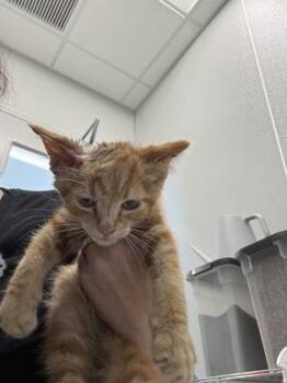 Cosmos -  Domestic Medium Hair and Domestic Short Hair Cat for Adoption in Lafayette, Indiana - Cosmos | PetCurious