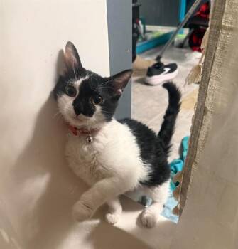 GLITCH -  Domestic Short Hair Cat for Adoption in St. Peters, Missouri - GLITCH | PetCurious