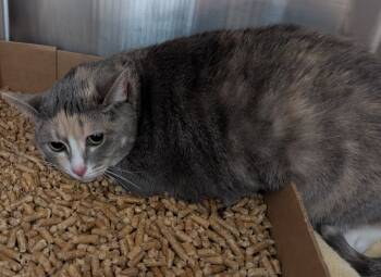 Rescue Domestic Short Hair Cats for Adoption in Cape Coral, Florida - Raisin | PetCurious