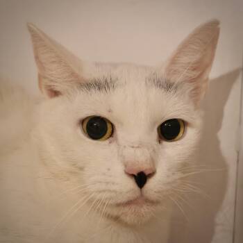 Rescue Domestic Short Hair Cats for Adoption in Briarcliff Manor, New York - Moulin Rouge | PetCurious